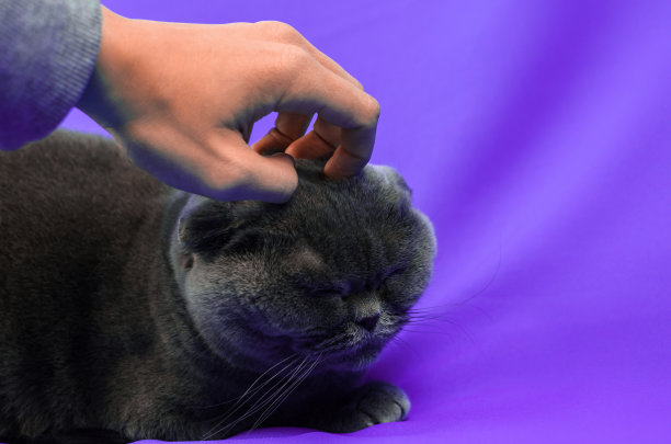 苏格兰折叠猫抚摸男人，紫色的背景，肖像和单独的照片与复制空间图片下载