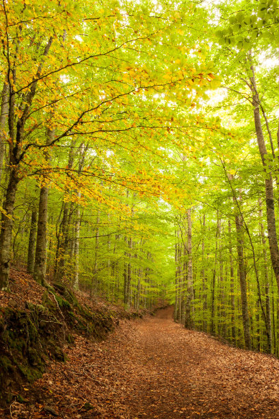 圣洛伦索山毛榉(Serra da Estrela)图片下载
