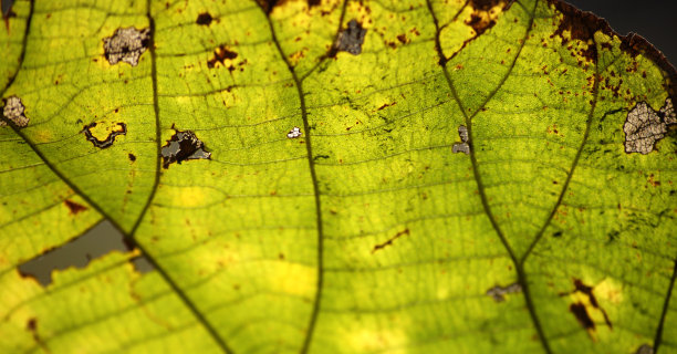 叶子特写图片下载