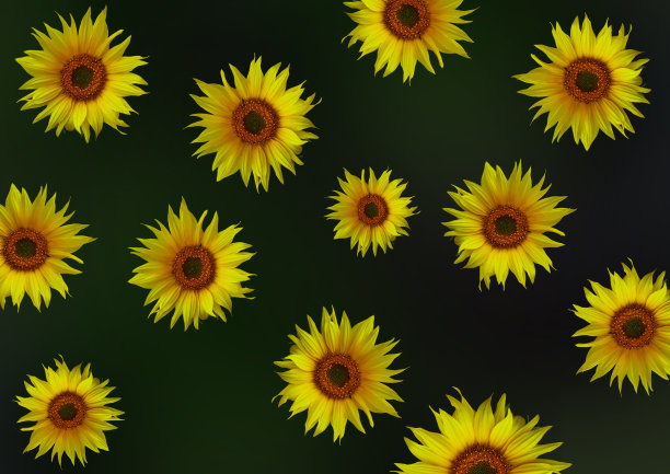 花春背景图片下载