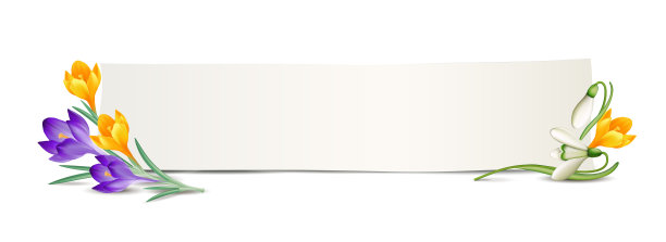 藏红花、雪花莲和卡片banner，矢量图，白色背景图片下载