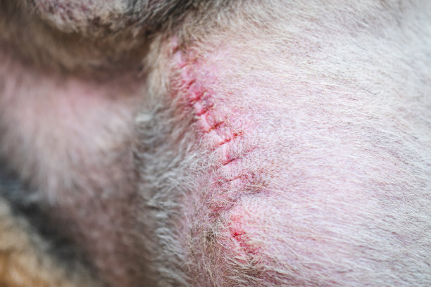 狗的术后伤口图片下载