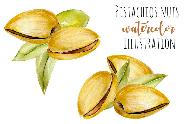 一套水彩开心果插图，手绘孤立在一个白色的背景图片下载