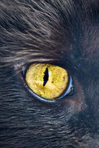 黄色的眼睛图片下载