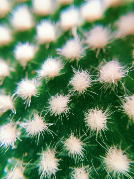 仙人掌的特写图片下载