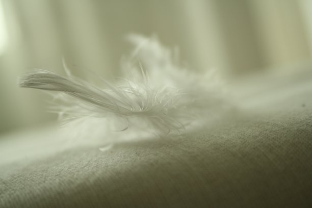 白色的羽毛图片下载