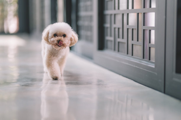 玩具贵宾犬在家里看着相机，舌头伸着图片下载