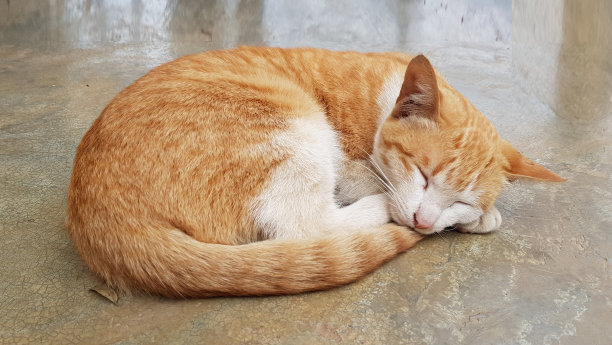 懒惰和瞌睡的猫与甜蜜的梦和舒适。可爱和美丽的动物宠物概念图片下载