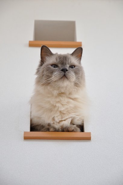 布娃娃，一只漂亮的猫图片下载