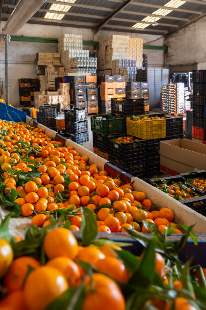 农业农场橘子收获分级及包装生产设施图片下载