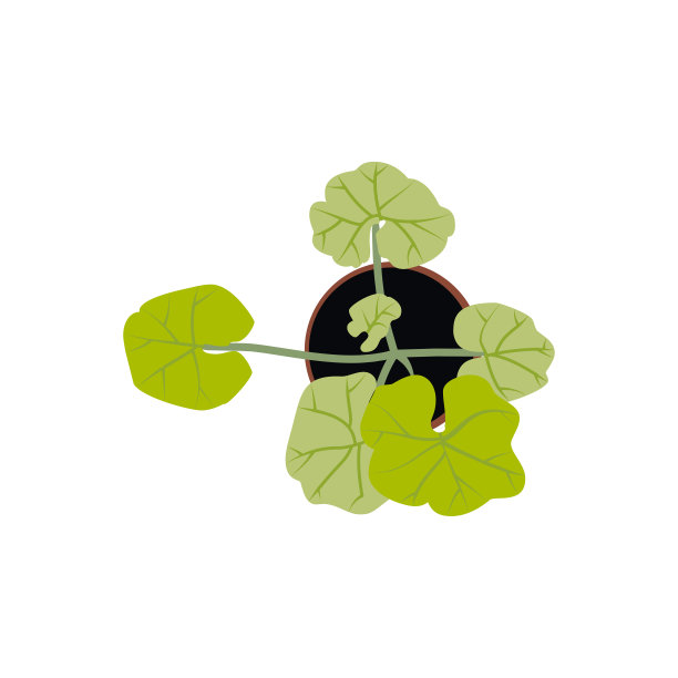 顶视图绿色三叶草家植物。室外和室内花园花盆。矢量图图片下载