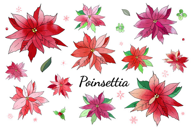 美丽的圣诞一品红花集孤立的元素。水彩矢量纹理。节日喜庆的集合。图片下载
