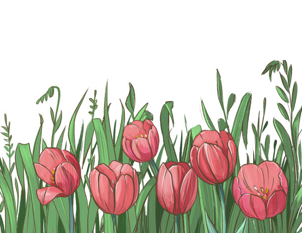 草地和郁金香的田野插图。在白色背景上隔离图片下载