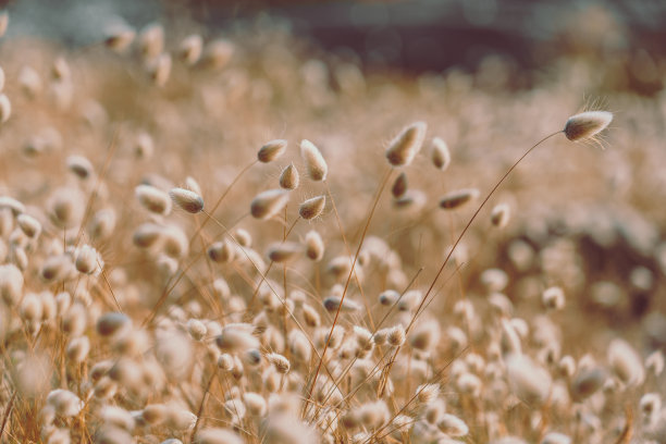 兔子尾巴草复古风格;自然背景图片下载