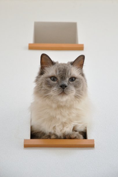 布娃娃，一只漂亮的猫图片下载