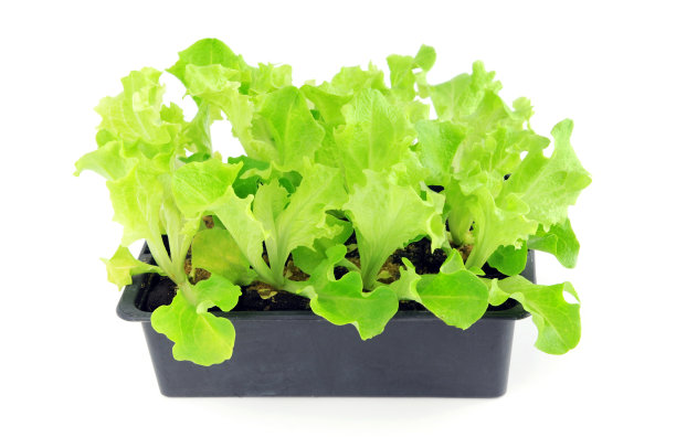 生菜苗放在盘盒中。孤立的白色背景。图片下载