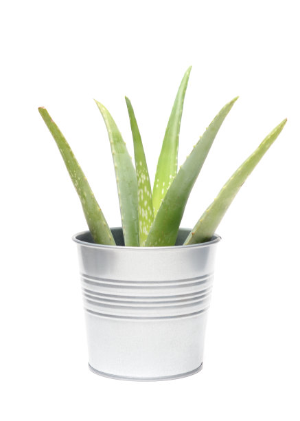 芦荟植物图片下载