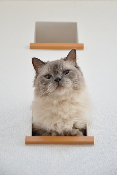 布娃娃，一只漂亮的猫图片下载