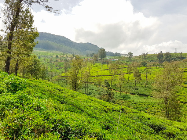 斯里兰卡努瓦拉埃利亚茶园图片下载