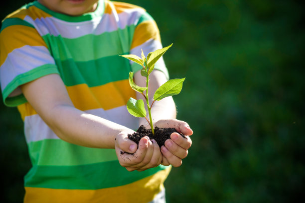 孩子们正用双手把秧苗种进土里。图片下载