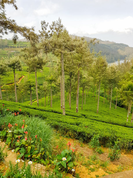 斯里兰卡努瓦拉埃利亚茶园图片下载