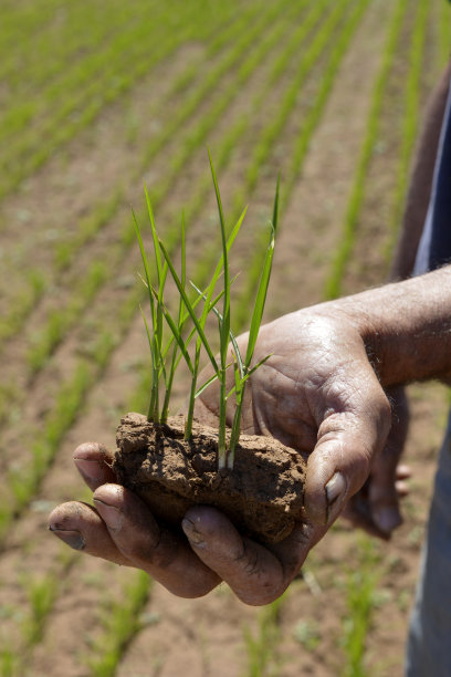 手持青年小麦图片下载