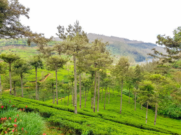 斯里兰卡努瓦拉埃利亚茶园图片下载