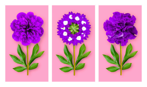 粉红色背景上的三朵别致的花。由紫色牵牛花、马鞭草和牡丹组成，牡丹叶。艺术对象。图片下载