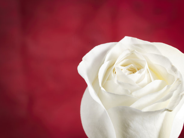 白玫瑰图片下载