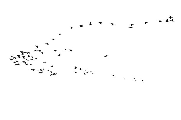 鸟群，孤立在白色背景上图片下载