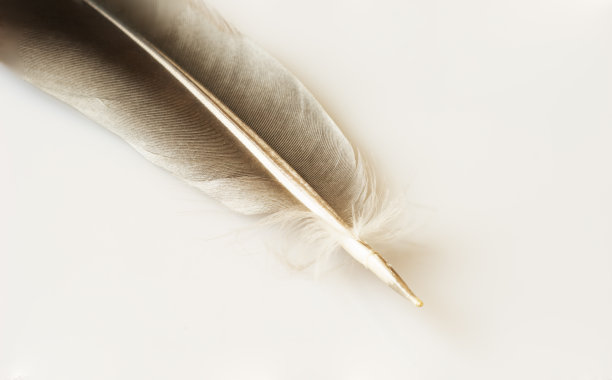 白色背景上的灰色羽毛图片下载