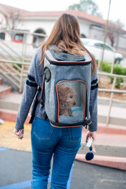 狗主人背包里装着迷你金色涂鸦狗图片下载