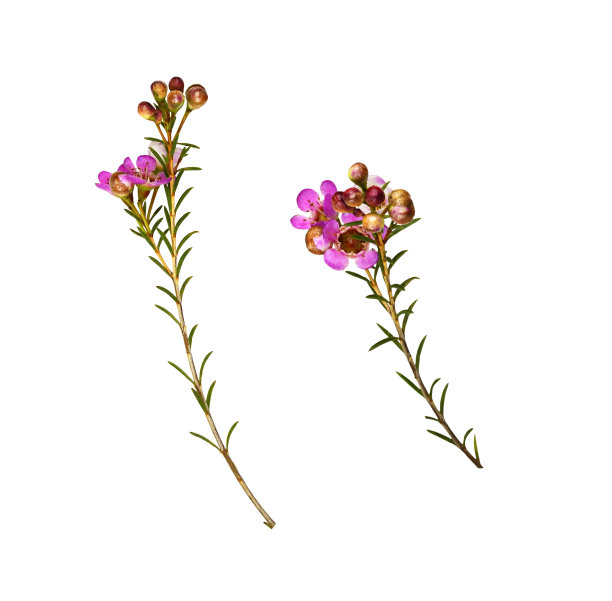 一组金龟子花和叶图片下载