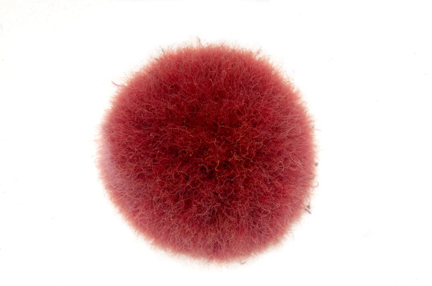 水里有更多的红色小虫子。图片下载