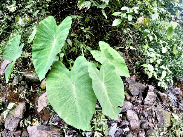 大象耳朵/芋头/芋图片下载