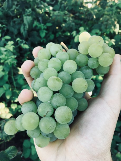 手中的葡萄藤图片下载