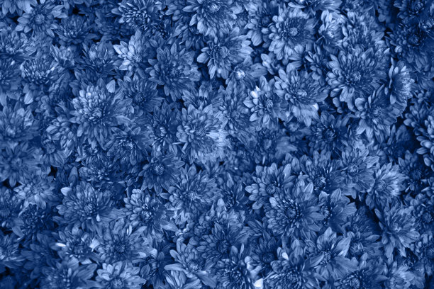 潮流蓝色菊花背景图片下载