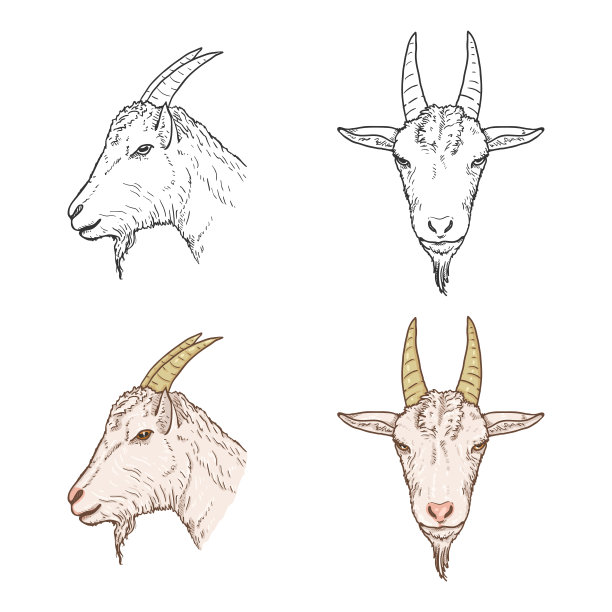 羊头向量集。图片下载