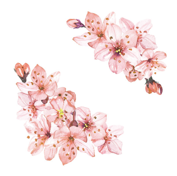 水彩手画樱花樱花插图在白色的背景素材图片