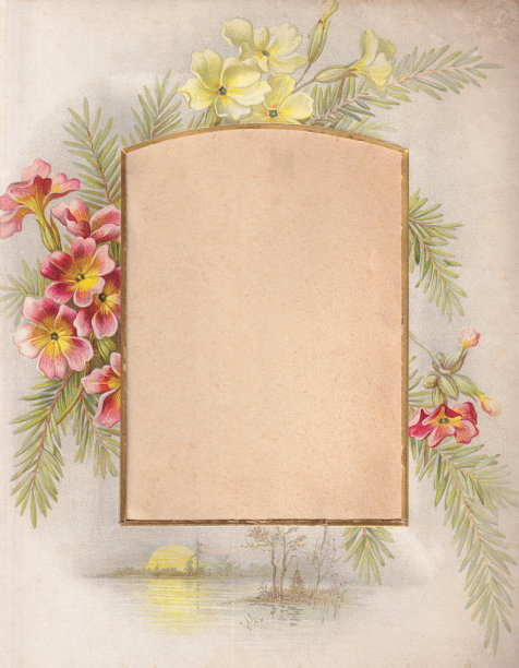 旧相册里的报春花图片下载