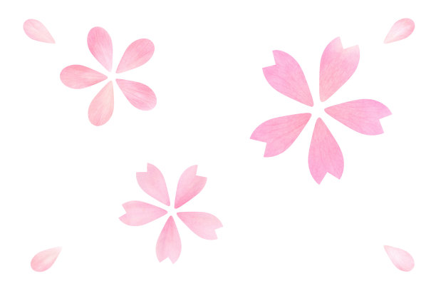 日本粉色樱花花瓣抽象或天然植物和白色背景图片下载