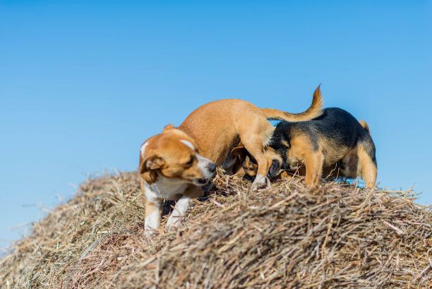 两只小狗在干草堆上玩耍。最好的朋友。图片下载