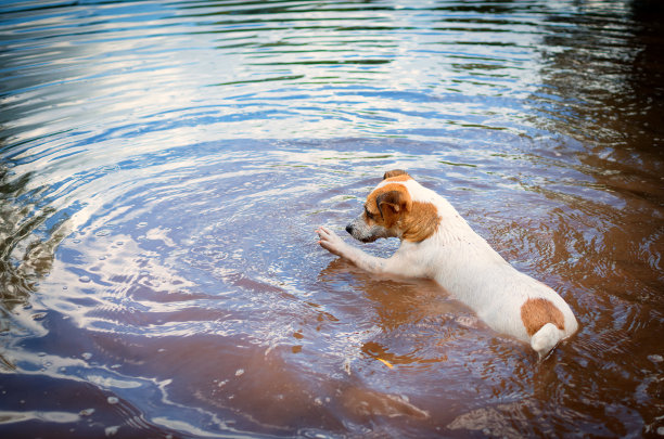 杰克罗素梗在河里玩耍图片下载