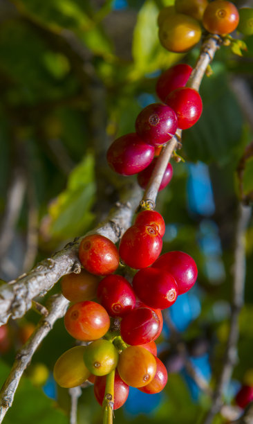 咖啡。图片下载