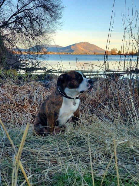 雄伟的斗牛犬图片下载