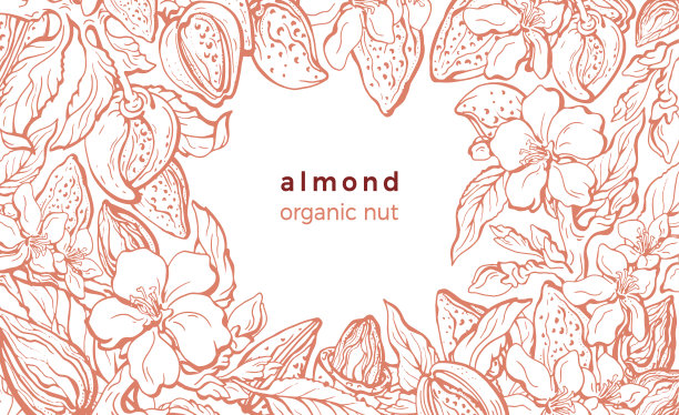 杏仁。矢量边界。现实的例子图片下载