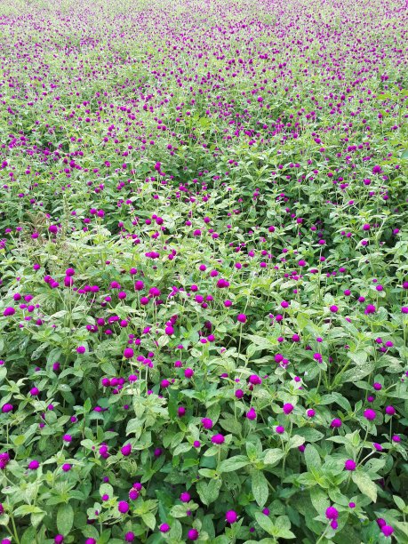 天堂的一部分图片下载