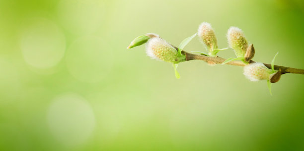 柔软的春天自然背景与猫咪柳枝图片下载
