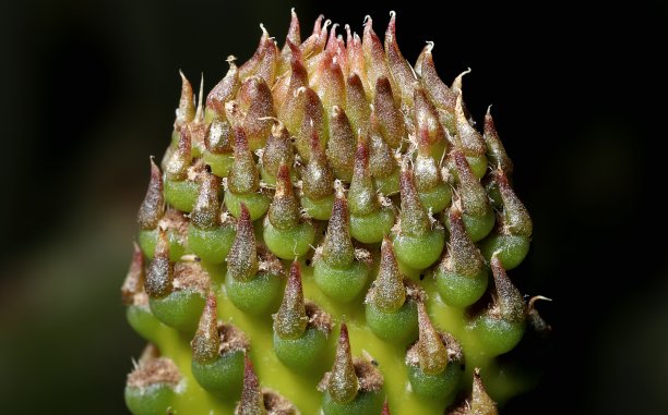 无刺刺梨的新生长图片下载