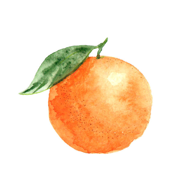橙色与树叶，水彩插图孤立在白色背景，包装设计元素。图片下载